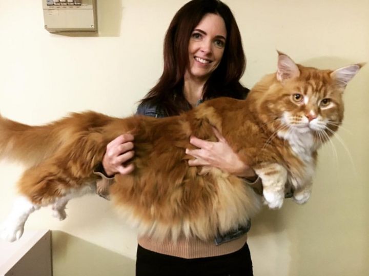 omar perhaps worlds longest cat finds internet fame bbc news - Biggest Cat In The World Guinness 2013 omar perhaps worlds longest cat finds internet fame bbc news - Biggest Cat In The World Guinness 2013