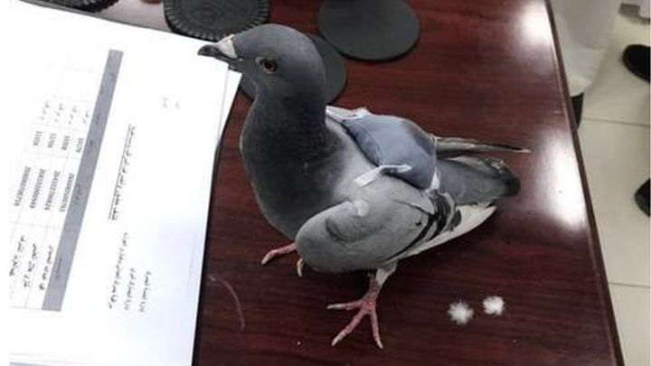 Image result for Customs catches pigeon carrying drugs