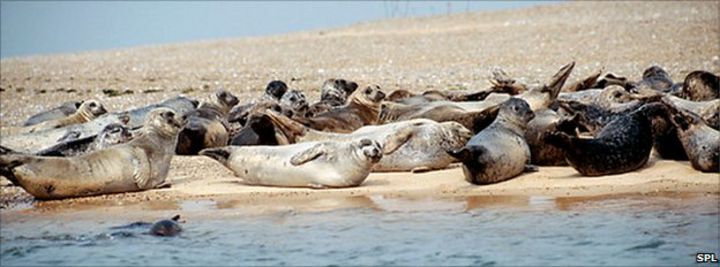 How do harbor seals protect themselves?
