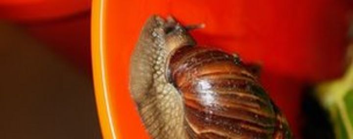 How far can a snail travel in one minute?