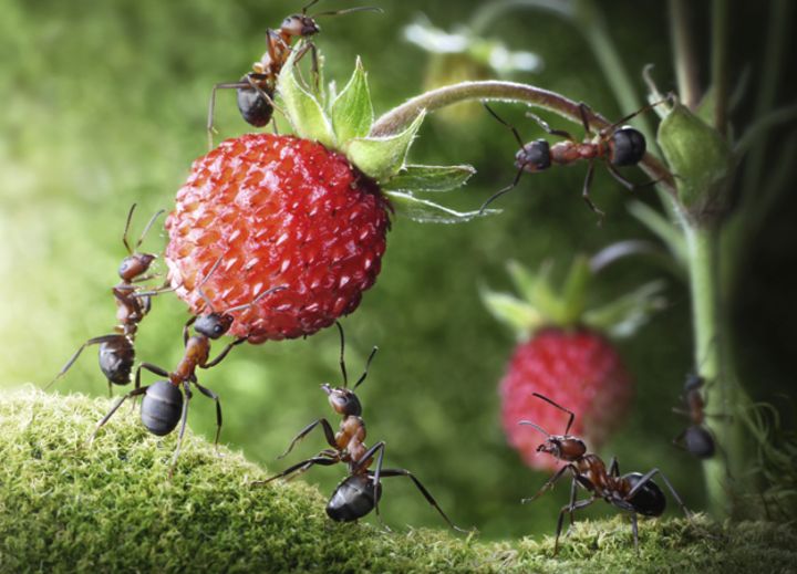 How much does an ant weigh?