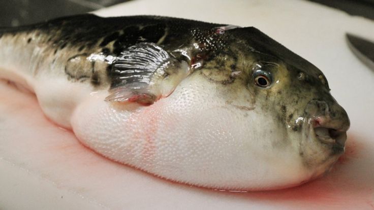 Fugu fish