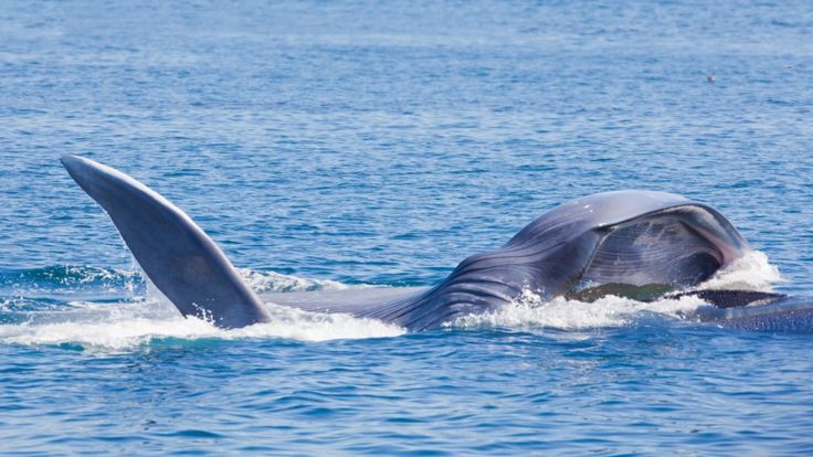 Una ballena azul comieno