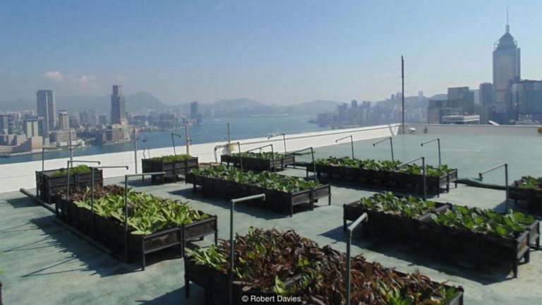 Trên nóc tòa nhà 39 tầng, Bank of America, là các khay trồng rau xanh