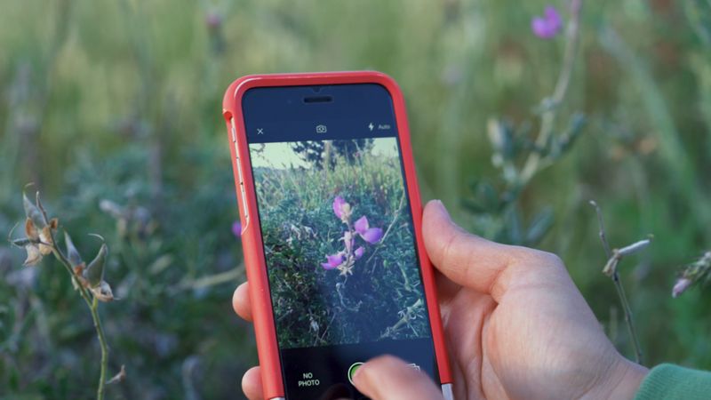 iNaturalist