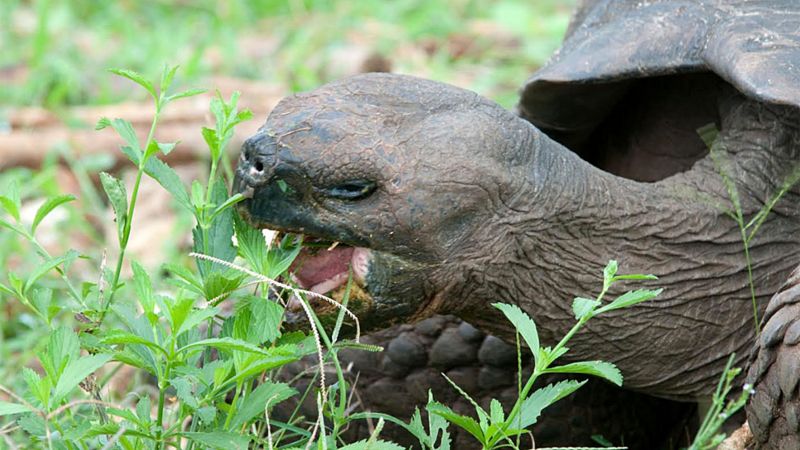 Tortuga gigante comiendo vegetación