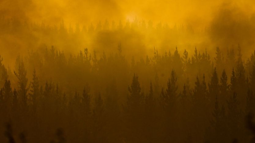 Bosque cubierto de nubes de humo