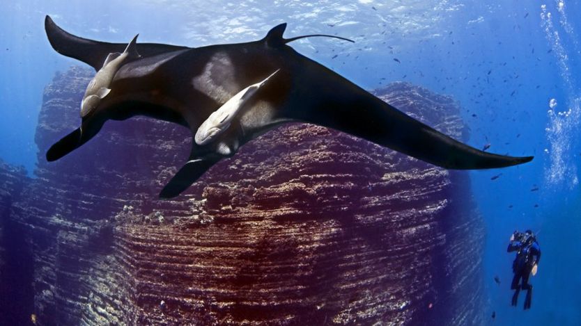 Mexico creates large marine reserve in the Pacific (dw.com)