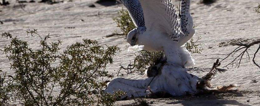 Un halcón atrapa a una presa.