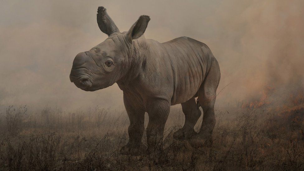 Photograph of a rare white rhino in a field named Alan by Rory Carnegie in 2013