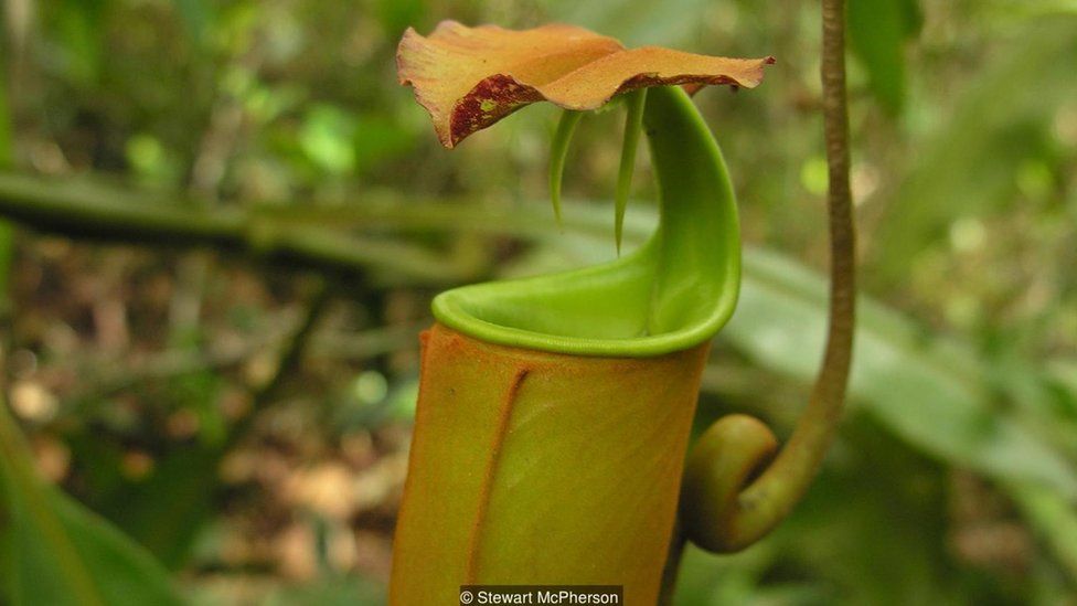 Nepenthes bicalcarata