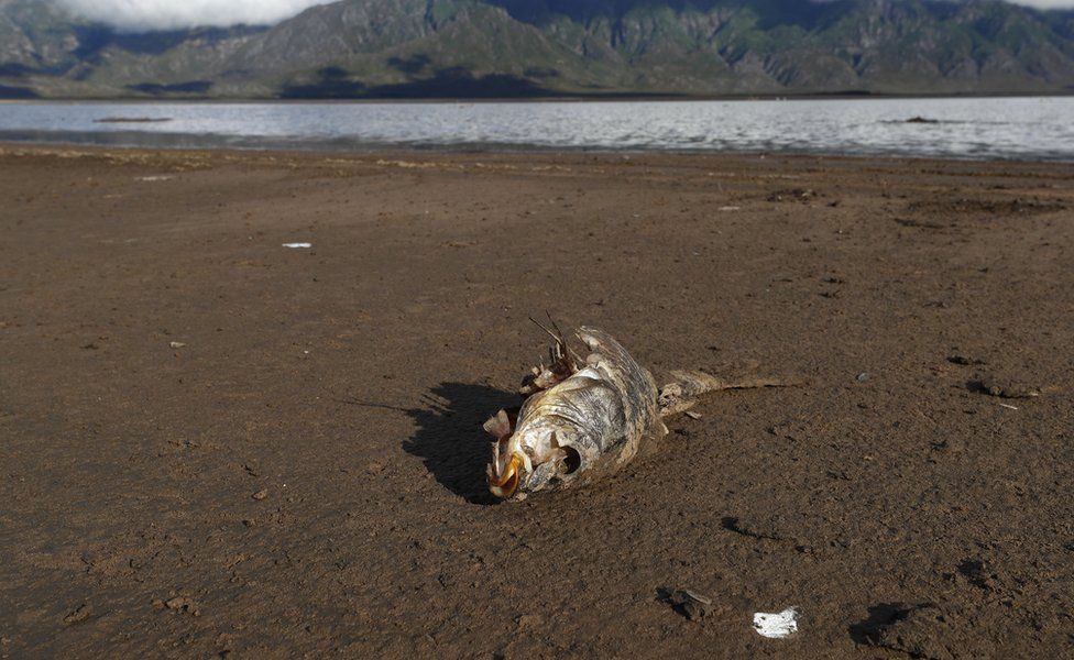 Dead fish on the dry bed of the critically low Theewaterskloof Dam in Villiersdorp, South Africa, 23 January 2018.