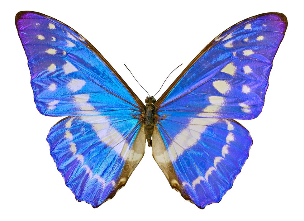Mariposa azul morpho
