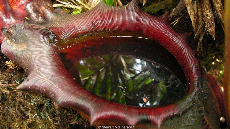 Nepenthes rajah