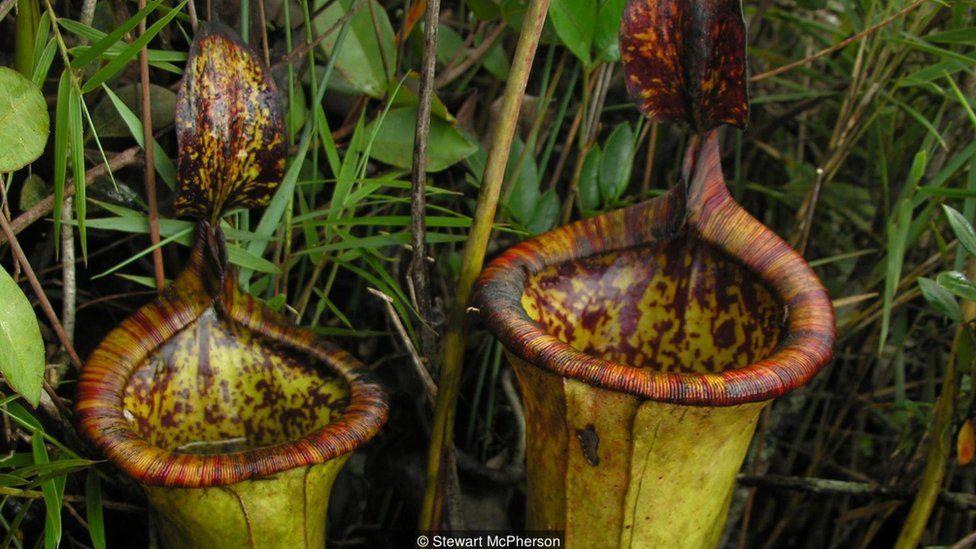 Nepenthes attenboroughii