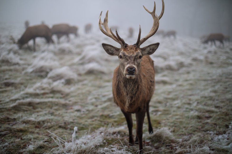 A red deer is pictured on frosty ground in Richmond Park.