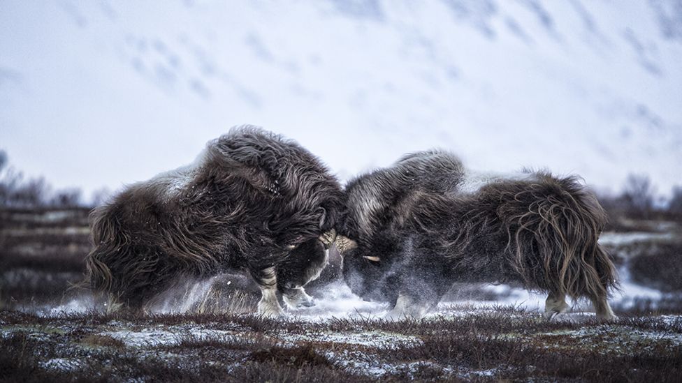 De frente por Tapio Kaisla, Finlandia