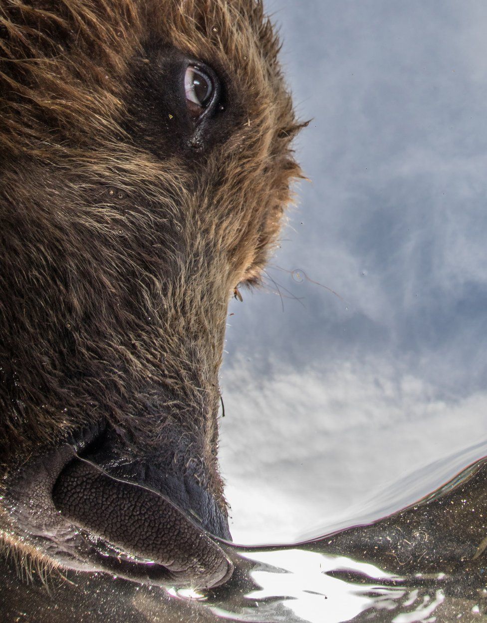 Oso cazando un salmón