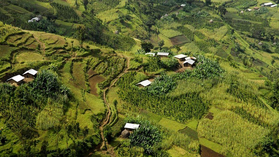Энсета тысячелетиями выращивается в Эфиопии