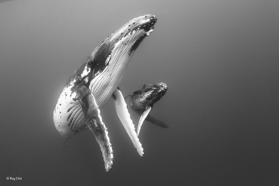 Madre y su cría de ballenas jorobadas flotando en un agua plagada de plancton alrededor del grupo de islas de Vava'u, Tonga.