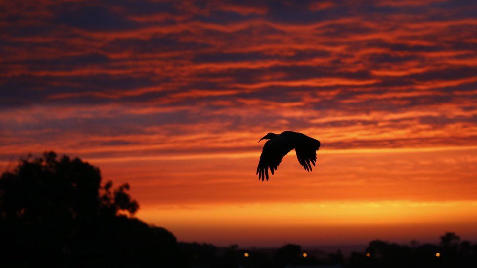 An African sacred ibis soars at sunset over Cape Town, South Africa, 30 April 2017. The African Sacred Ibis is a wading bird occuring mostly in marshy wetlands and breeds in Sub-Saharan Africa, south eastern Iraq, and formerly in Egypt, where it was venerated and often mummified as a symbol of the god Thoth