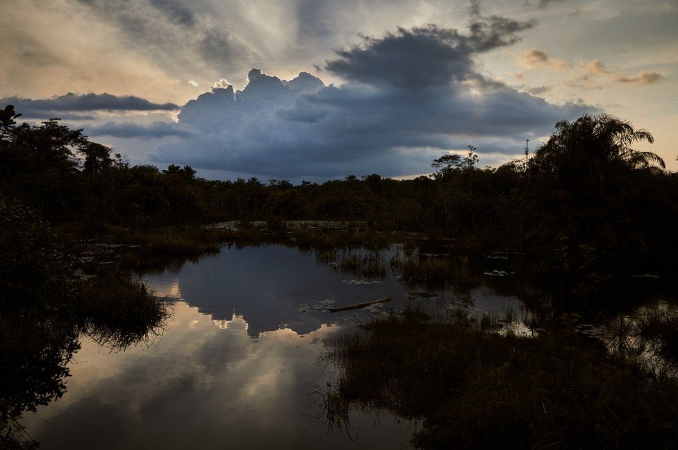 Swamps in Bong County, Liberia.