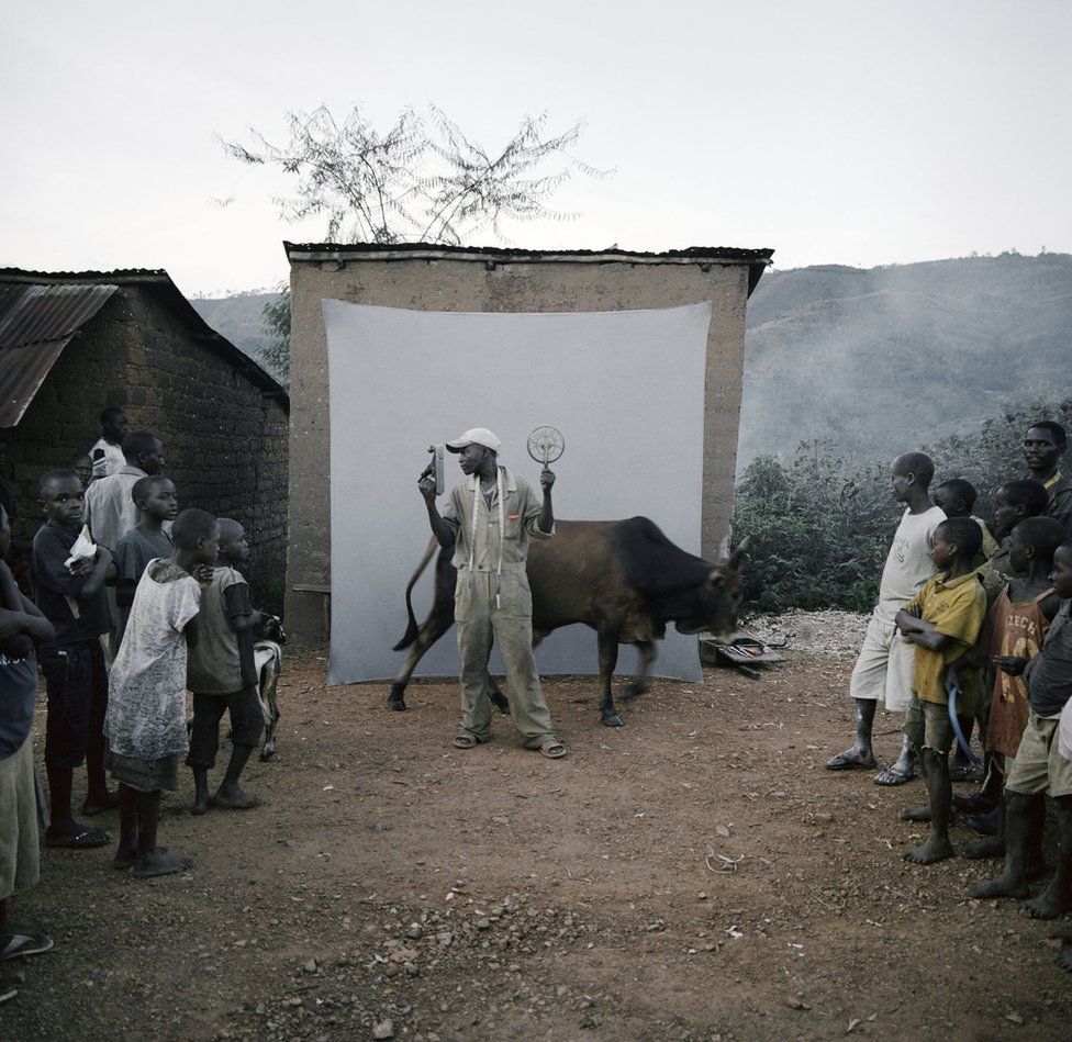 A cow passes in front of the backdrop whilst a shoot takes place.