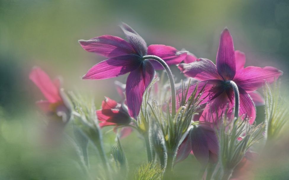 Flores púrpura iluminadas por los rayos del sol.