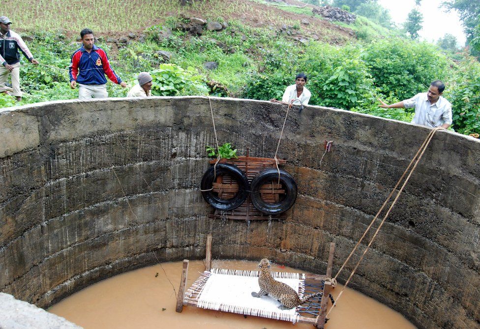 A leopard, perched on a bed in a well, looks up at its rescuers in July 2012