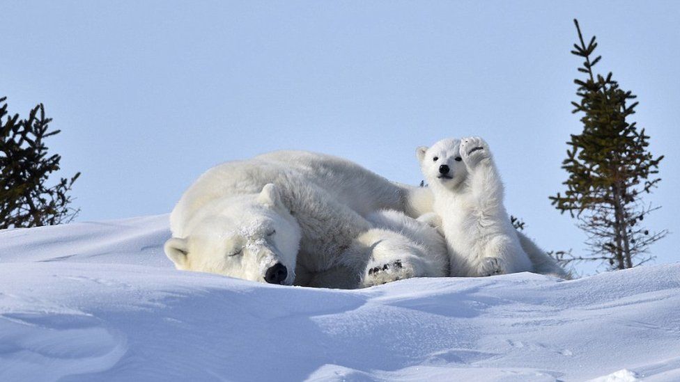 Foto del concurso Comedy Wildlife Photography Awards