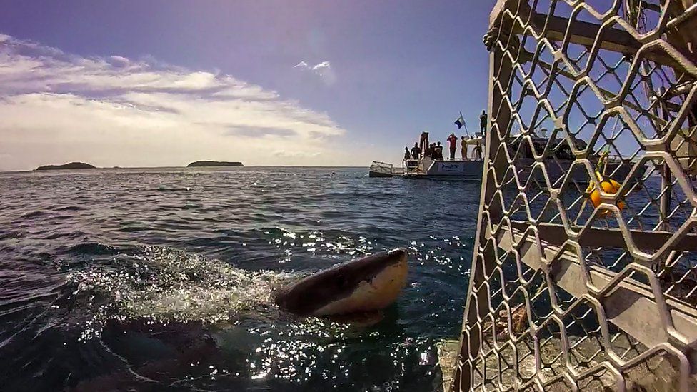 Acurious shark puts his head outside the water and looks at everyone on the boat