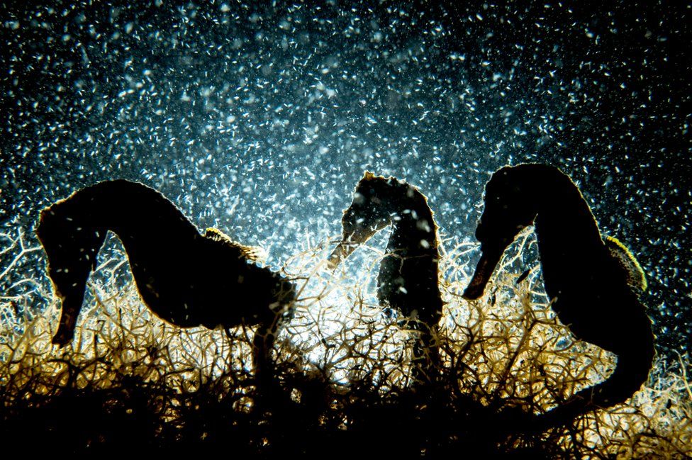 Three seahorses backlit under the water.