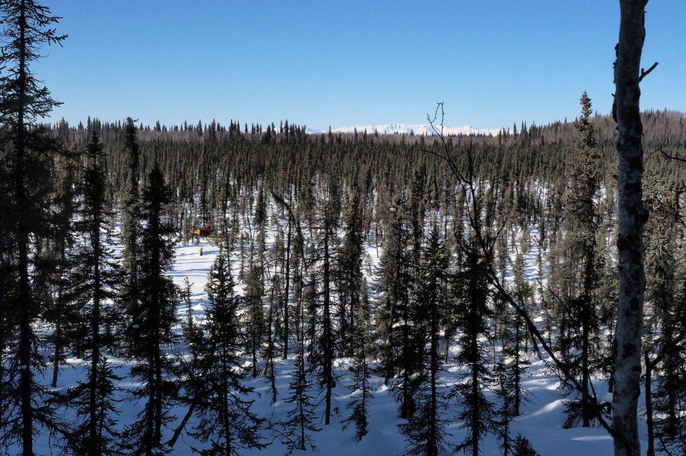 Árboles y panorama en Alaska