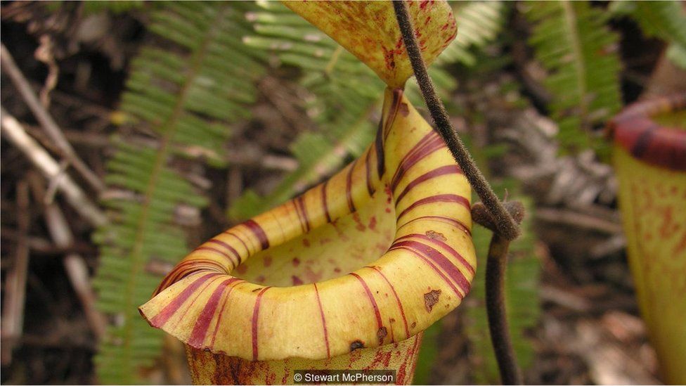 Nepenthes platychila