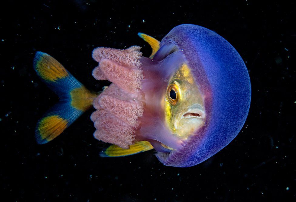 Un pez atascado en una medusa.