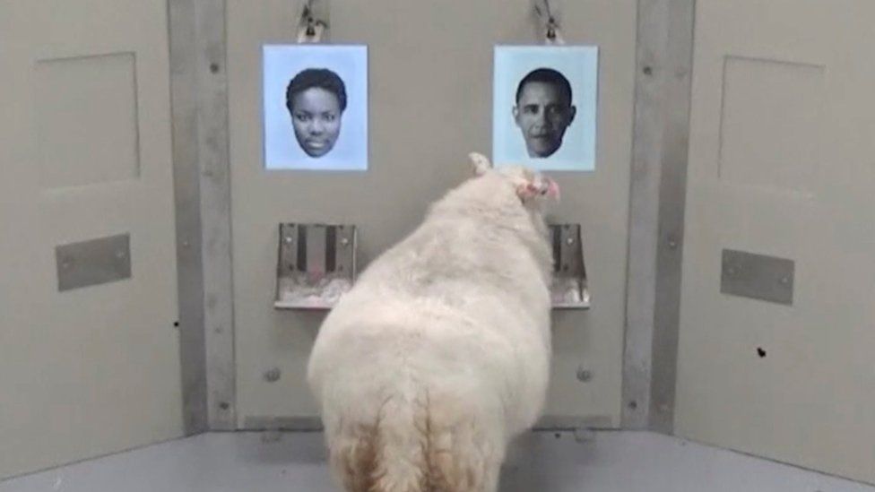 A picture taken from undated video shows a sheep approaching a photo of Barack Obama.