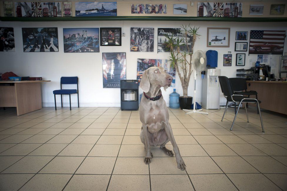Köpek Charlie