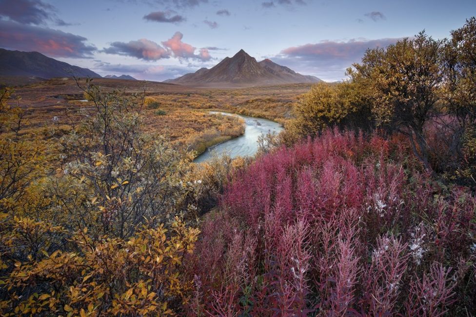 Un paisaje con un río, plantas amarillas y rojas y una montaña en el fondo.