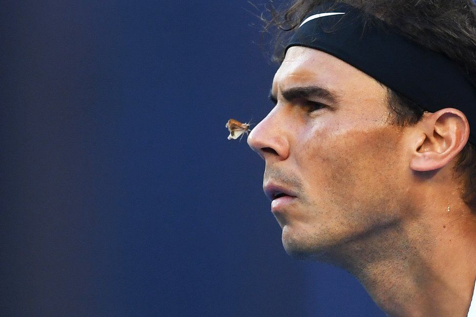 Un papillon a atterri sur le nez de Rafael Nadal, le joueur de tennis espagnol