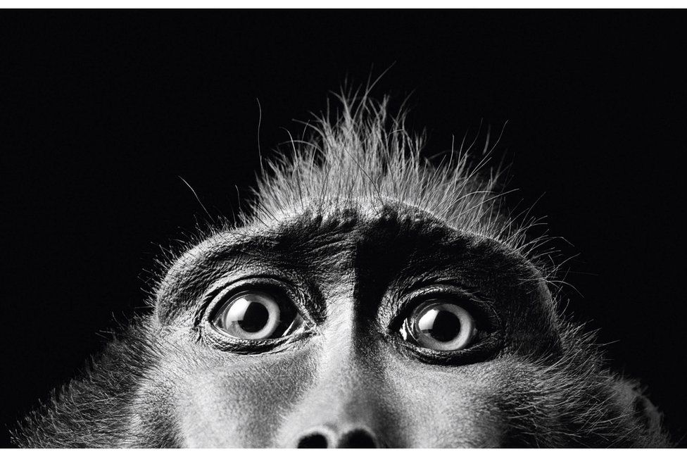 A monkey looking down the lens of the camera at photographer, Tim Flach. (Monkey Eyes, 2001)