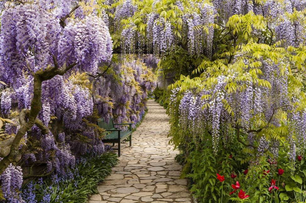 Camino de piedra con flores lilas a ambos lados.