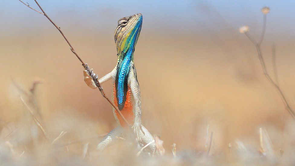 Foto del concurso Comedy Wildlife Photography Awards