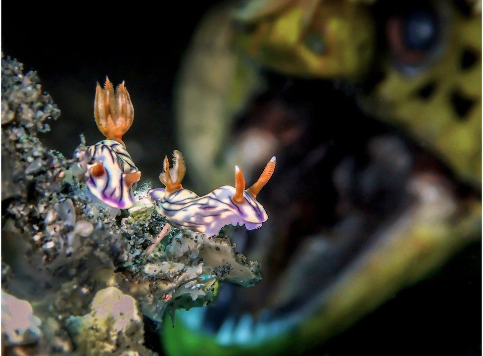 Sea slugs with a moray eel in the background.