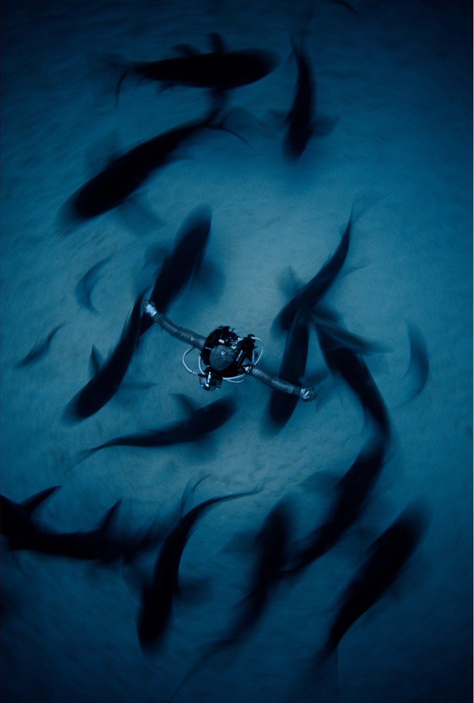 Shark behaviourist Cristina Zenato surrounded by sharks in The Bahamas