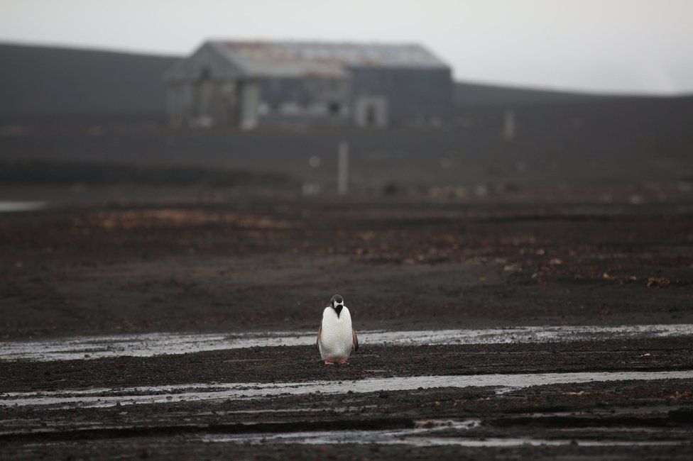 Пингвин на фоне руин китобойной базы