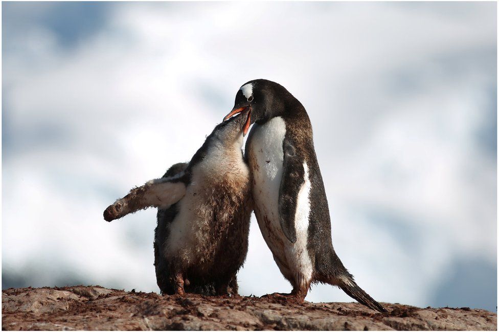 Пингвин кормит своего птенца