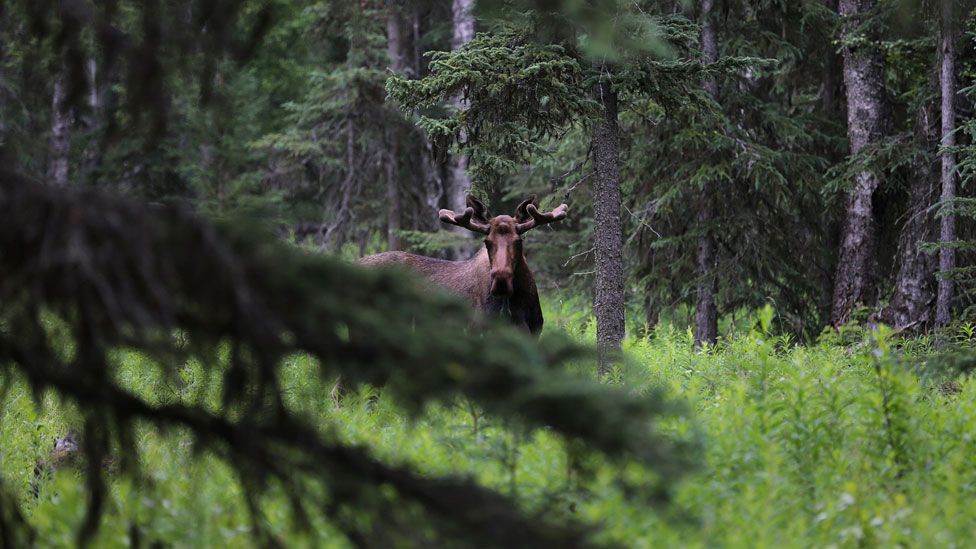 caza en Alaska
