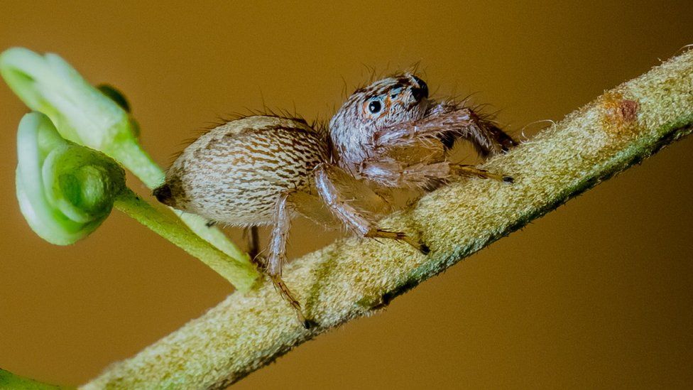 Araña del género de arañas saltadoras