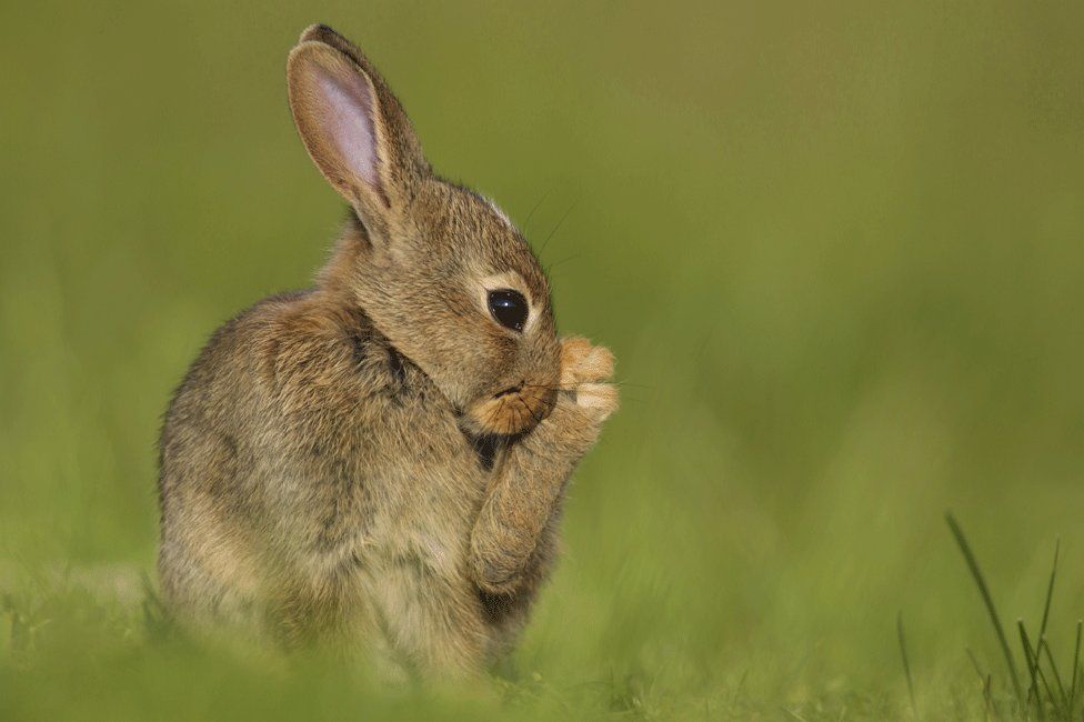 Call for cull of rabbits eating grazing land at Ness - BBC News