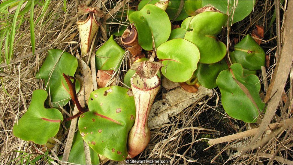 Nepenthes clipeata